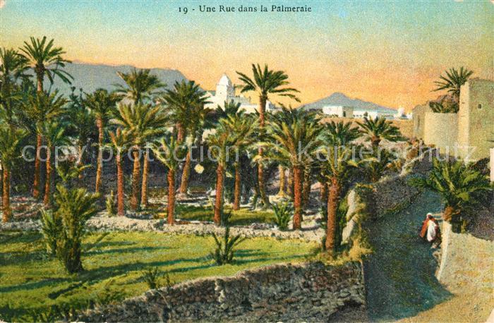 Bel Abbes Une Rue dans la Palmeraie