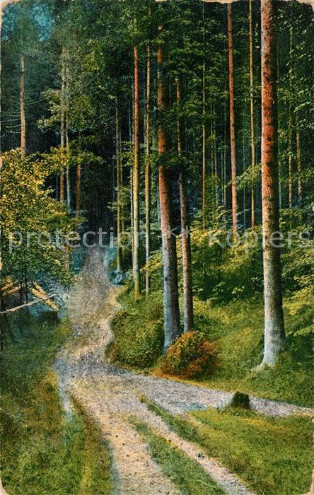 San Francisco California American Landscape Forest Serie 97