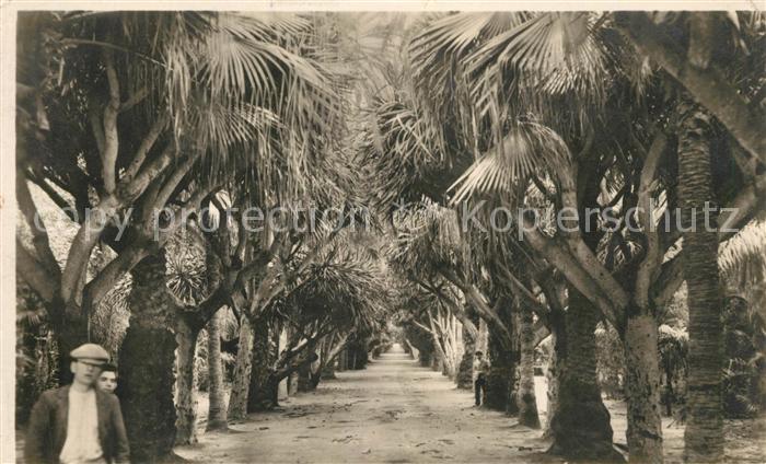 Algiers Palmenallee