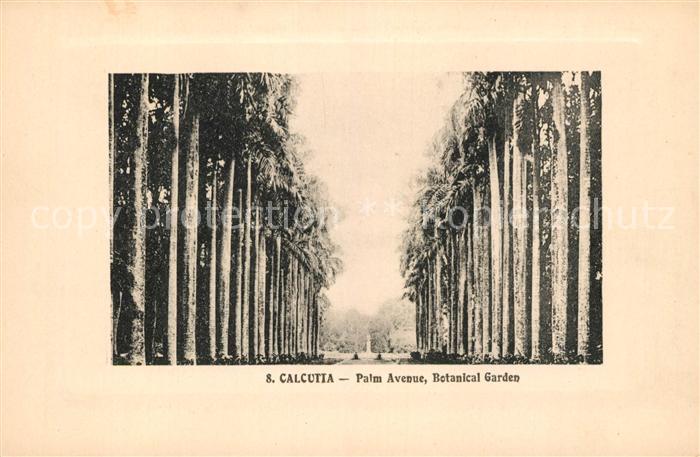 Calcutta Palm Avenue Botanical Garden