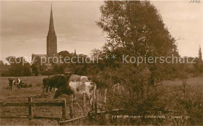 Salisbury Wiltshire Cathedral Cows