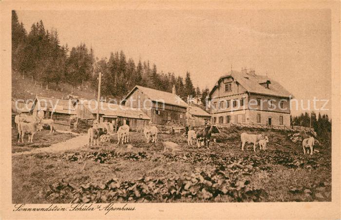 Sonnwendstein Friedrich Schueler Alpenhaus Almvieh Kuehe