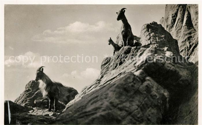 Hagenbeck Tierpark Hamburg-Stellingen Hochgebirge