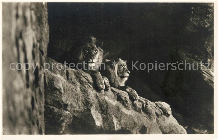 Hagenbeck Tierpark Altona-Stellingen Hamburg Löwe
