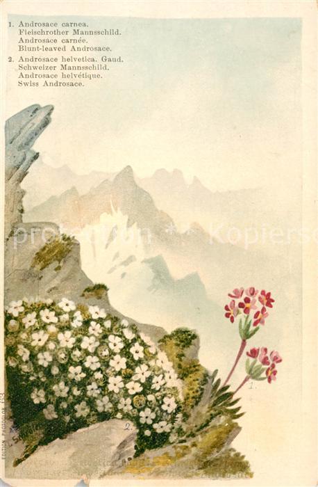 Blumen Fleischroter Mannsschild Schweizer Mann