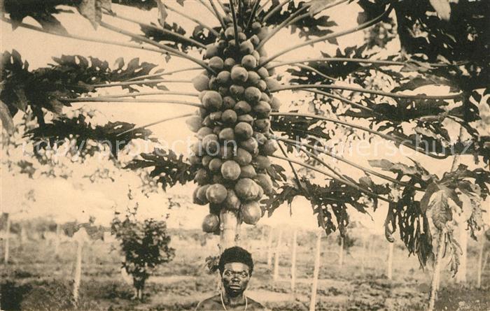 Obst Papaya Musa Bangala