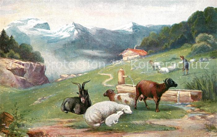 Schafe Ziegenbock Hirte