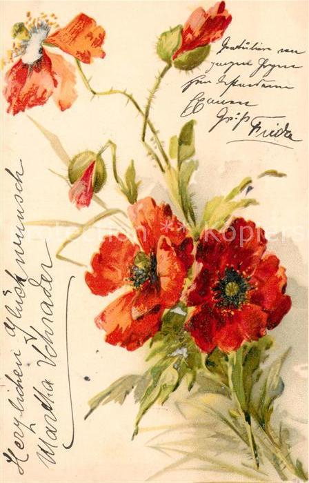 Blumen Mohnblumen Litho