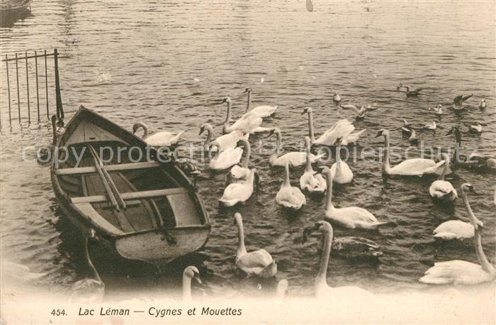 Schwan Schwäne Lac Leman Cygnes et Mouettes