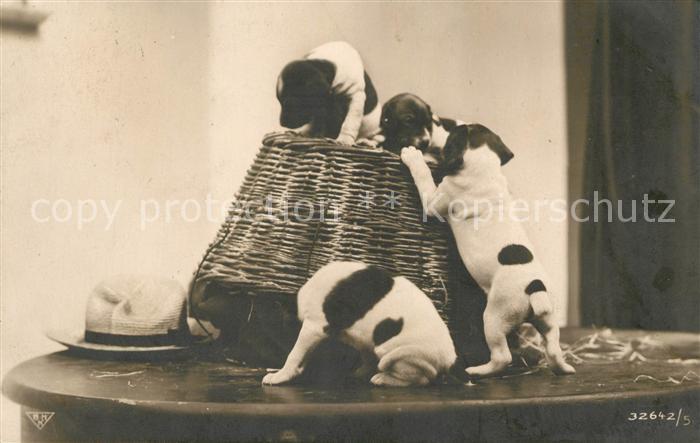 Foto BNK Nr. 32642/5 Hunde Welpen
