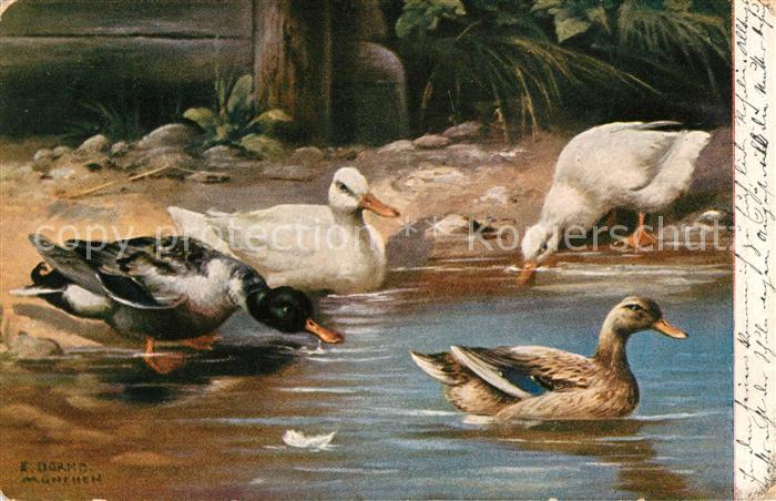 Enten Künstlerkarte