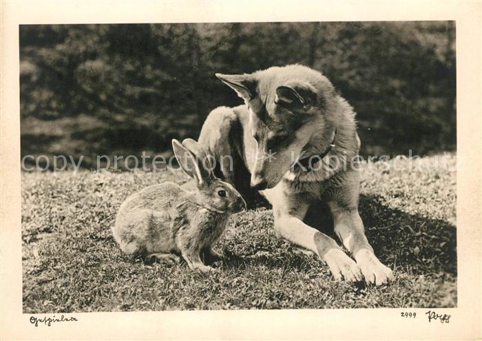 Foto Popp Nr. 2999 Hund Hase