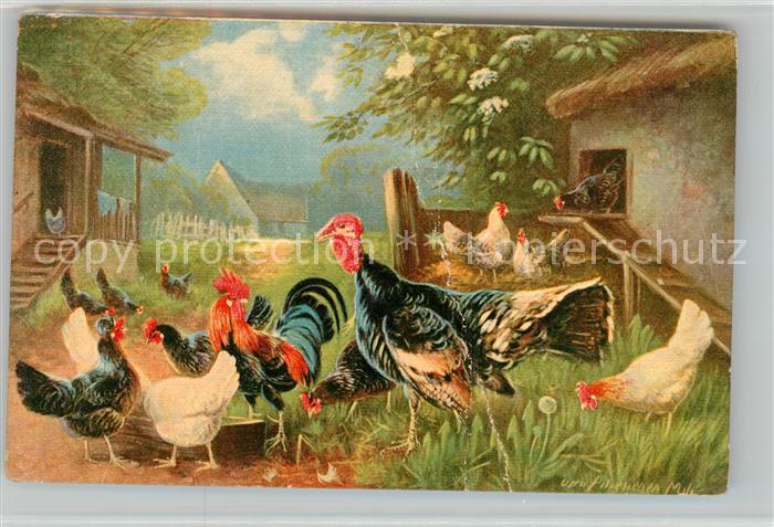 Gefluegel Truthahn Hahn Hühner Künstlerkarte