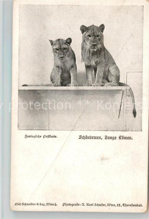 Loewe Schönbrunn Junge Löwen