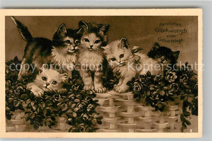 Katzen Geburtstag