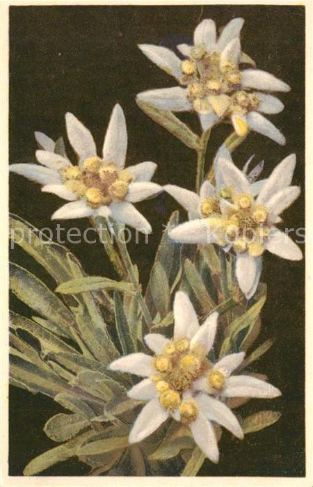 Edelweiss