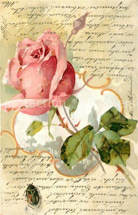 Rosen Maikäfer Litho