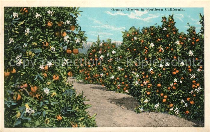 Orangen Oranges Orange Groves Southern California