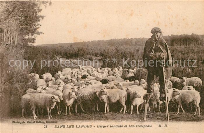 Schafe Schäfer Stelzenläufer Berger Landais