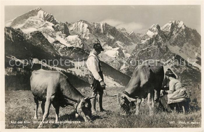 Foto Huber H. Nr. 980 Kühe Alm Zugspitzgruppe