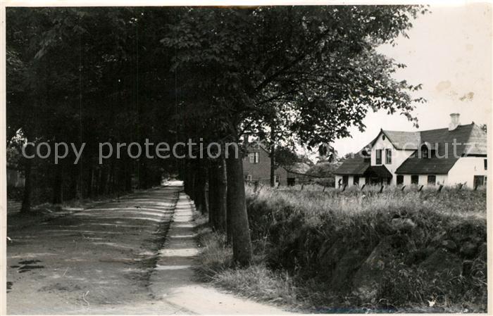 Keitum Sylt Baumallee