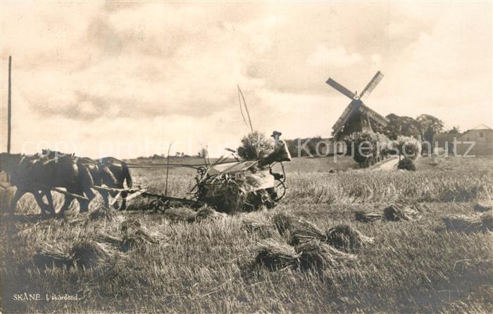 Skane I skoerdetid Erntezeit Windmuehle