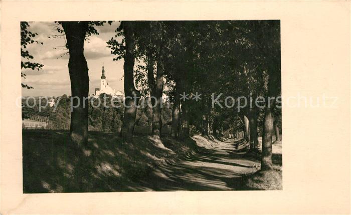 Tabor Czechia Waldweg Allee
