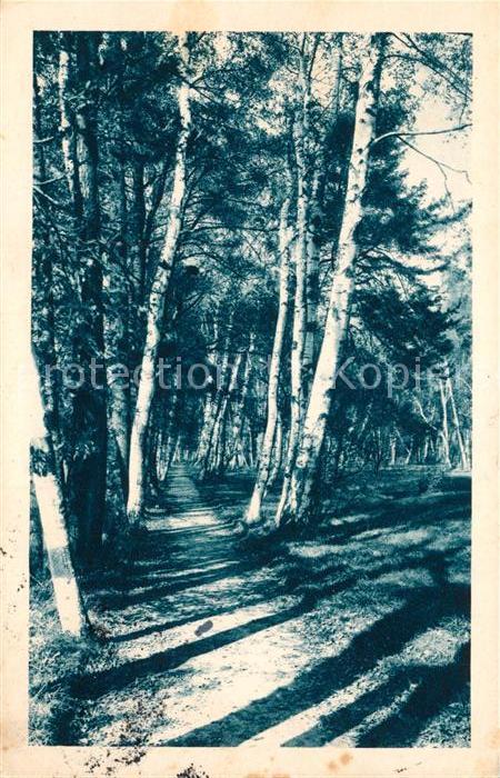 Frantiskovy Lazne Stromoradi