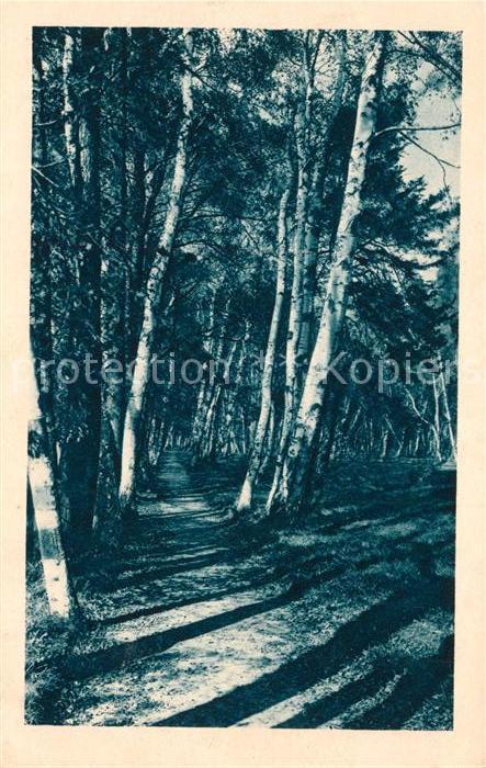 Frantiskovy Lazne Stromoradi