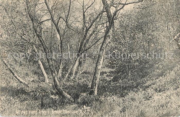 Montclair New Jersey Toneys Brook Waldpartie