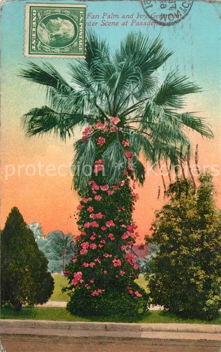 Pasadena California Fan Palm