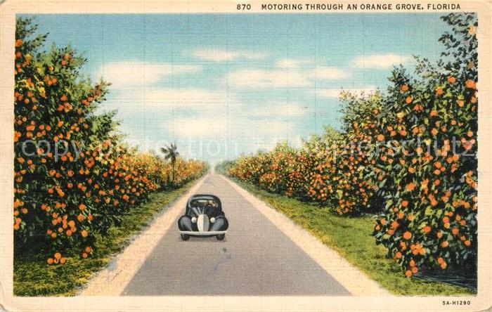Florida US-State Motoring Trhough an Orange Grove
