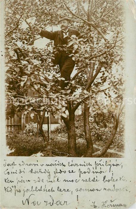 Pardubice Pardubitz Mann im Baum