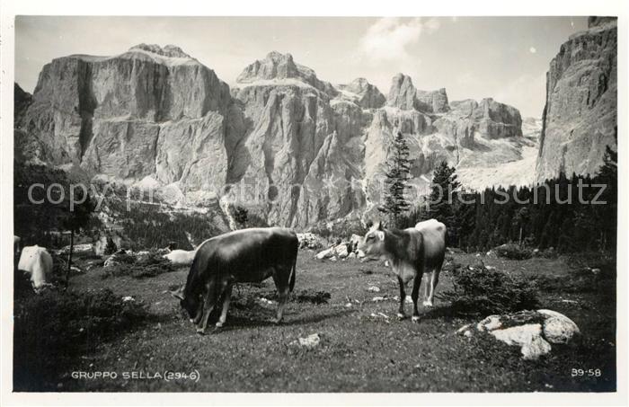 Gruppo Sella Sellagruppe Dolomiten Almvieh Kuehe