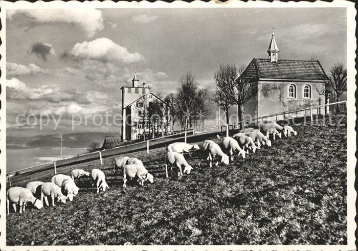 Grub SG Heiden Fuenflaenderblick Lourdeskapelle Schafe