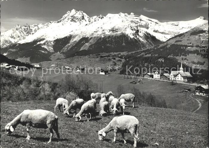 Affeier Teilansicht Schafherde Alpenpanorama