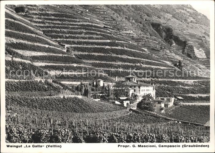 Campascio Weingut La Gatta Veltlin