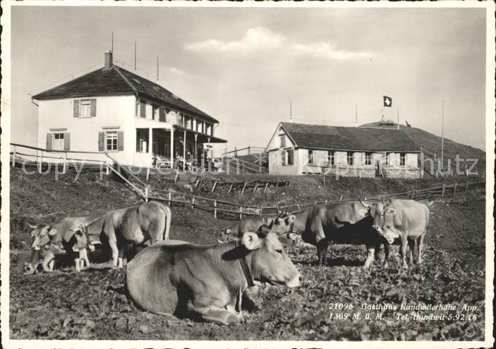 Hundwil Gasthaus Hundwilerhoehe grasende Rinder