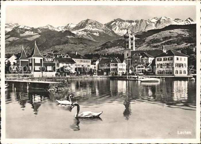 Lachen SZ See Schwaene