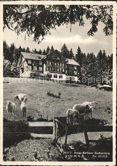 Buchs SG Hotel Kurhaus Buchserberg Schafe