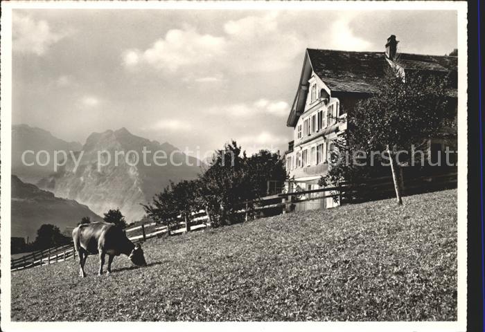 Amden Walensee SG Pension Mattstock Kuh