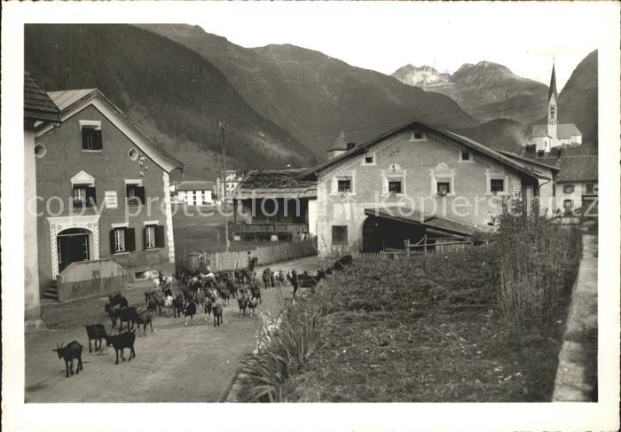 Zernez GR Dorfpartie Alt Zernez Ziegen