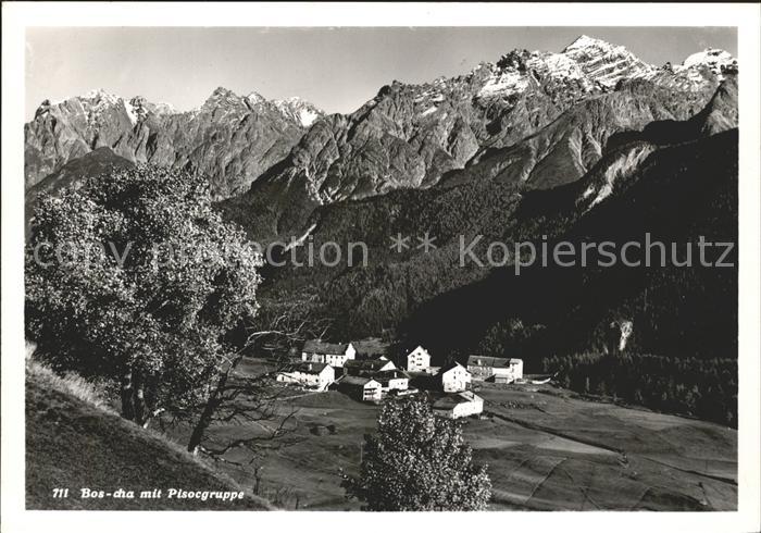 Bos-cha mit Pisocgruppe