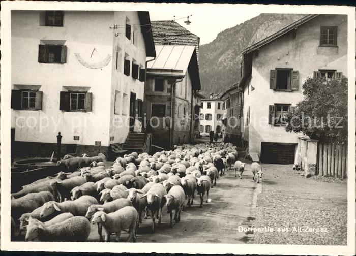 Zernez GR Dorfpartie Alt Zernez Schafherde