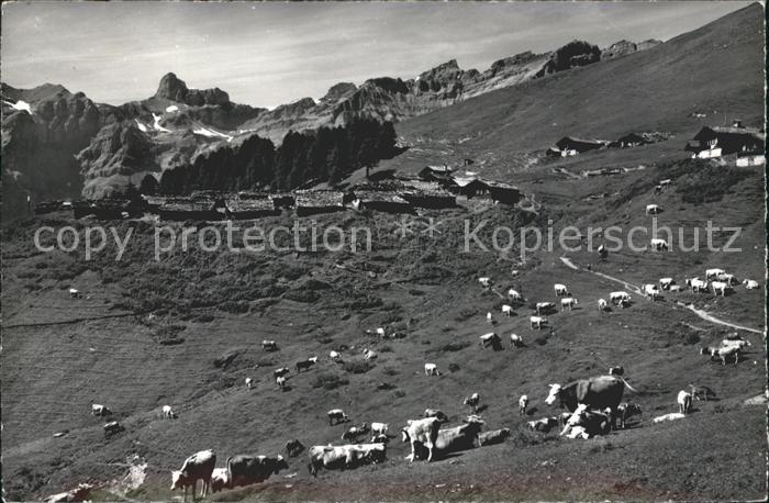 Torrentalp Almwiese Kuehe Trubelnstock