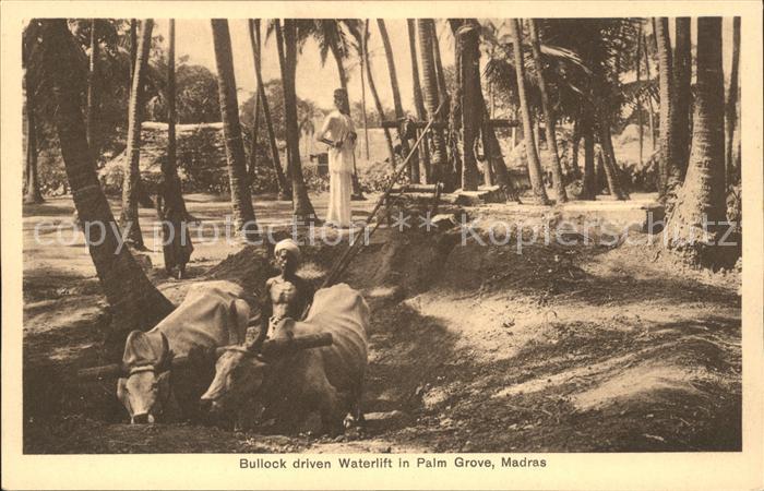 Madras Tamil Nadu Bullock driven Waterlift in Palm Grove
