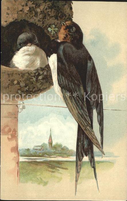 Voegel Birds Oiseaux Uccelli Pajaros-- Schwalben Nest Kleeblatt