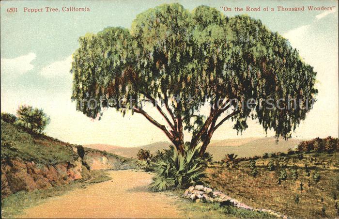 Baeume Trees Pepper Tree California Road of a Thousa