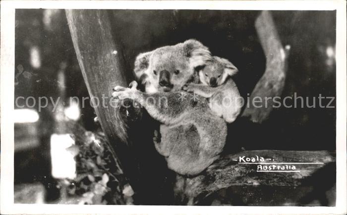 Koalabaer Australia
