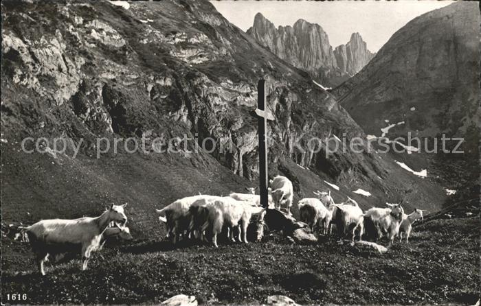 Ziege Herde Kreuzberge